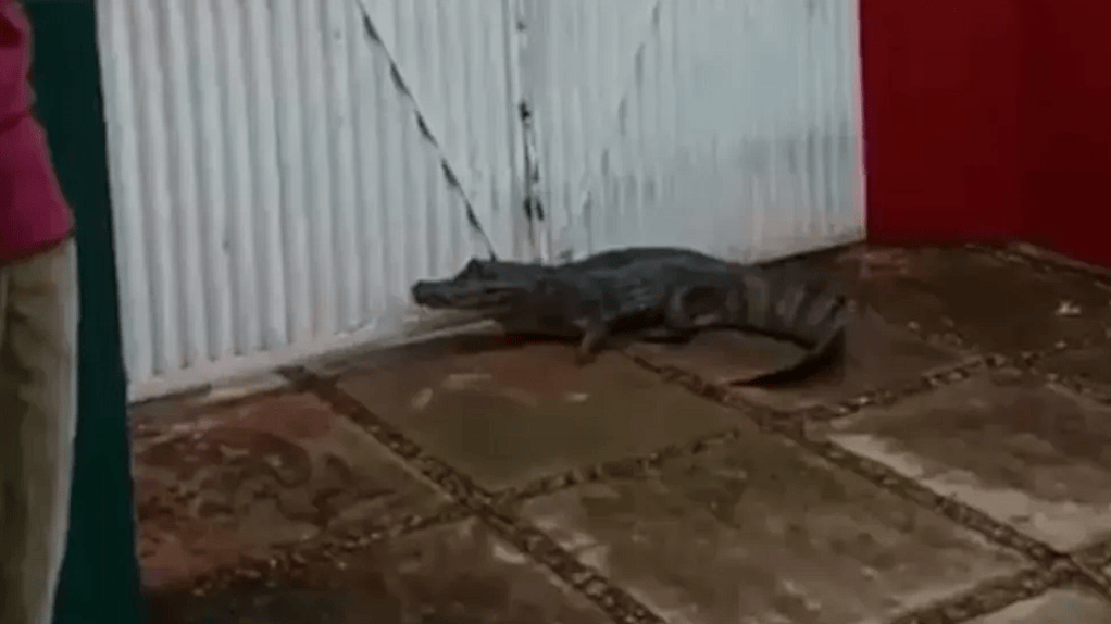 Jacaré foi encontrado na porta de Conselho Tutelar no Maranhão