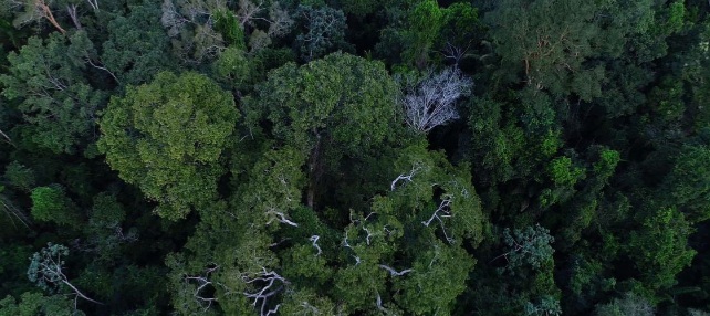MP muda normas de gestão de florestas para fomentar mercado de&nbsp;carbono