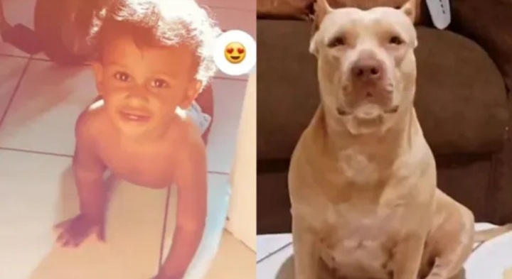 Bebê de dez meses morre após ser atacado por pitbull da avó em&nbsp;Codó