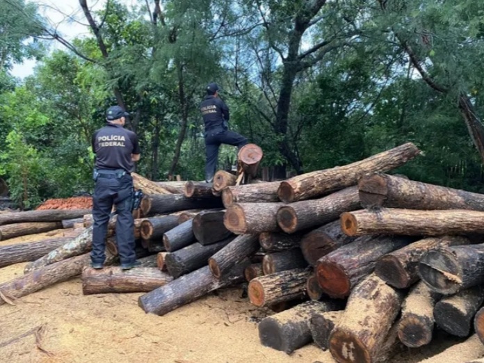 Polícia Federal realiza operação para investigar venda ilegal de madeira extraída de Terras Indígenas no&nbsp;Maranhão