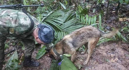 Bebê e três crianças sobrevivem a queda de avião na Amazônia e são achadas vivas após 17&nbsp;dias