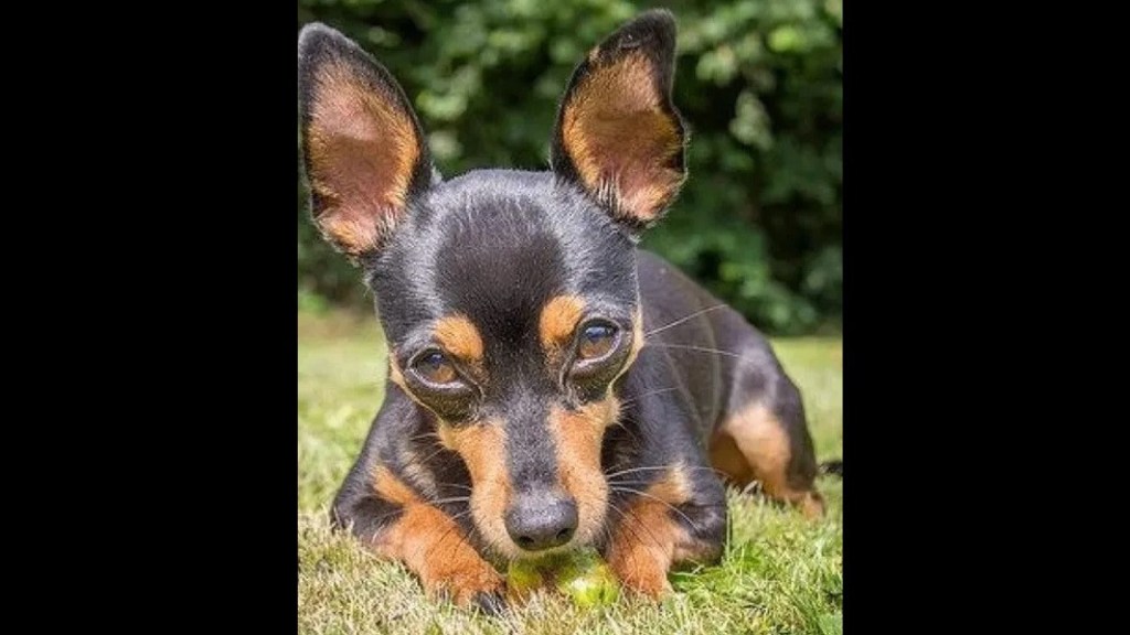 “Deu a vida”. Pinscher morre ao salvar 4 crianças de ataque de&nbsp;rottweiler
