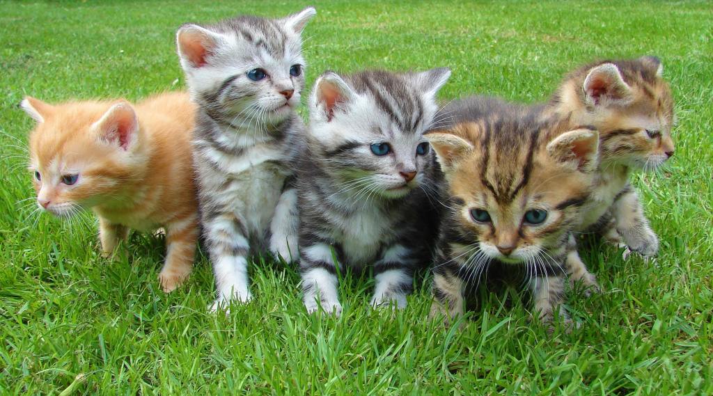 Evento Pet no Rio Anil Shopping promove adoção de cães e&nbsp;gatos
