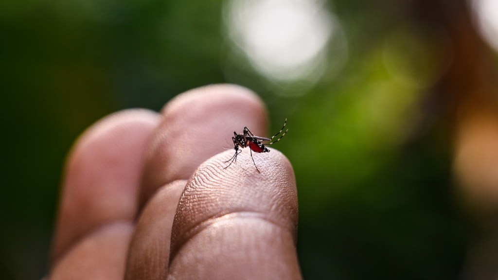 Pesquisadores encontram ovos de Aedes aegypti já infectados por zika e chikungunya em&nbsp;Goiânia