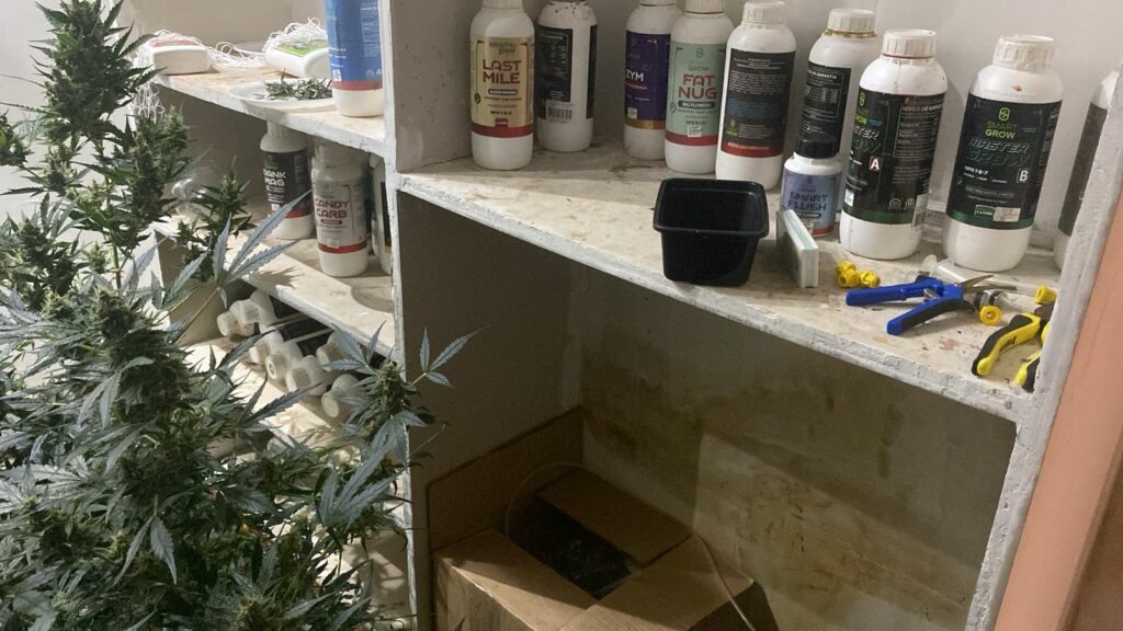 Homem é preso em flagrante por produção de maconha em laboratório em Davinópolis