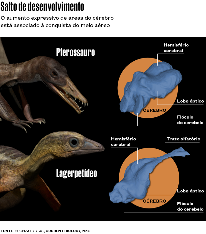 Como o cérebro de pterossauros e aves permitiu alçar voo