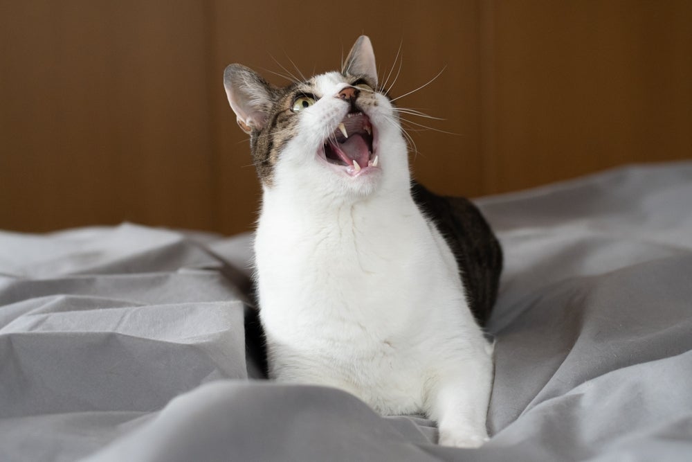 IA pode traduzir miados? Ferramentas prometem revelar o que seu gato diz